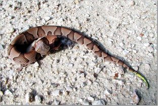 Copperhead on the Katy Trail