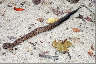 Timber rattler on the Katy Trail
