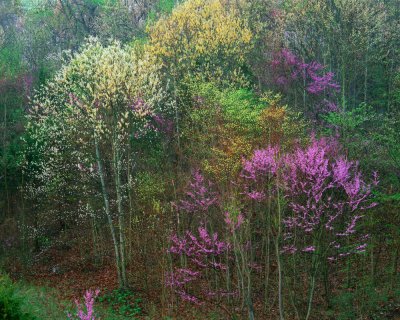 Redbud Sassafras Medley the Katy Trail by Steven Lee Wright