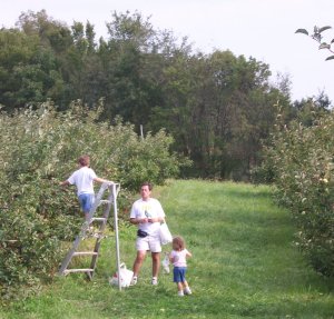 Thierbach's Orchards